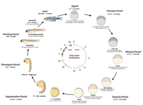  Zebrafish Bone: Revolutionizing Lightweight Aerospace Components and Biocompatible Medical Implants?